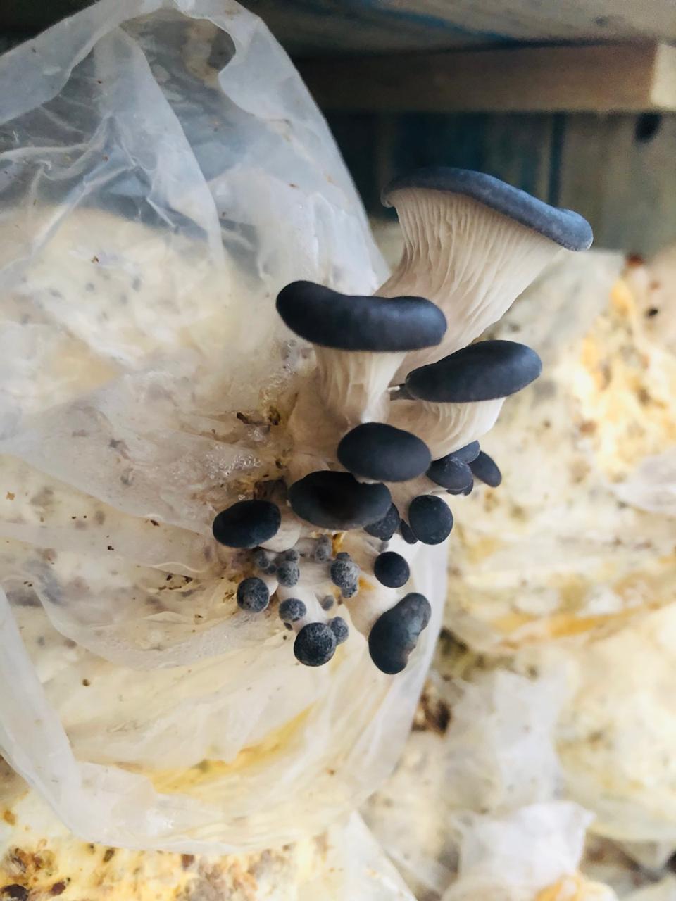 Blue oyster mushrooms sprouting from grow bag