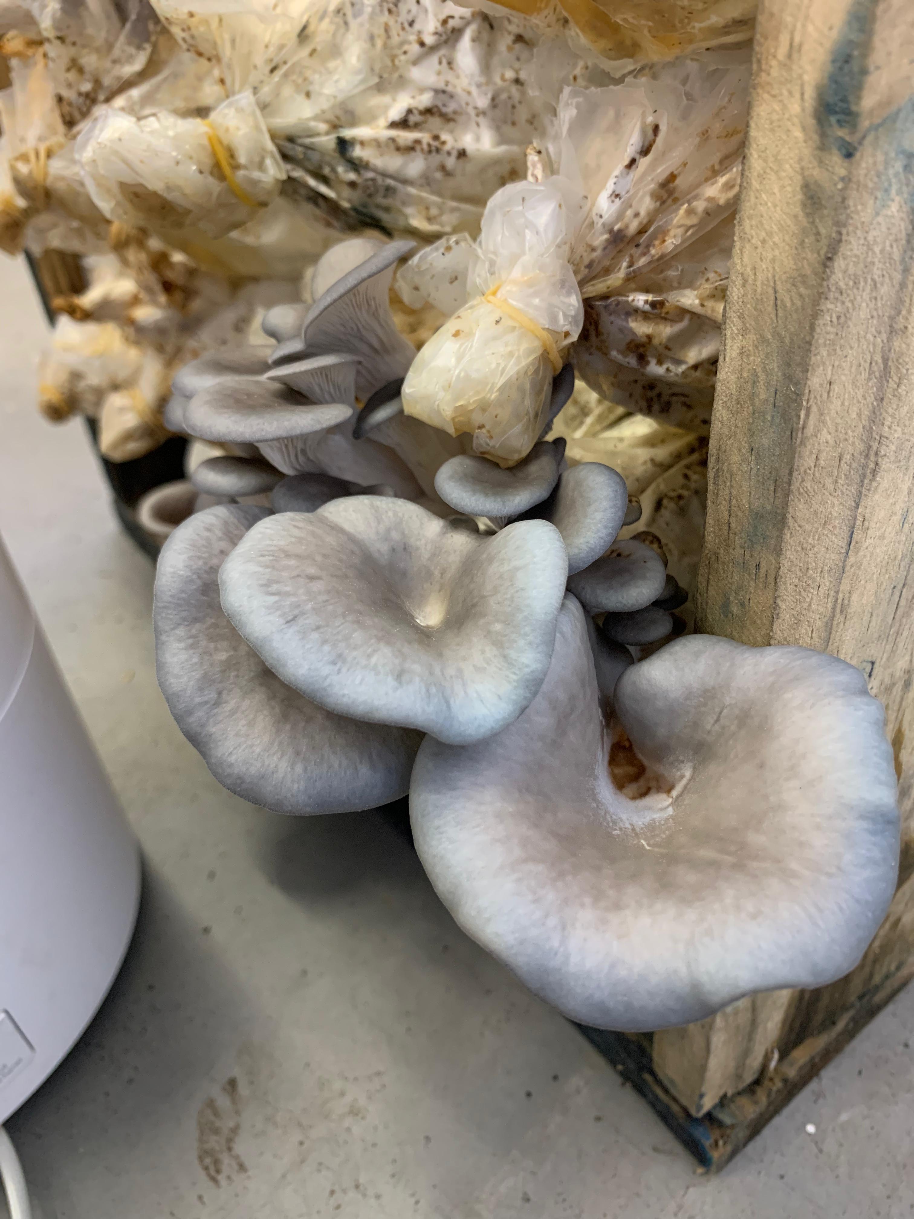 Grey oyster mushrooms growing in cultivation bags
