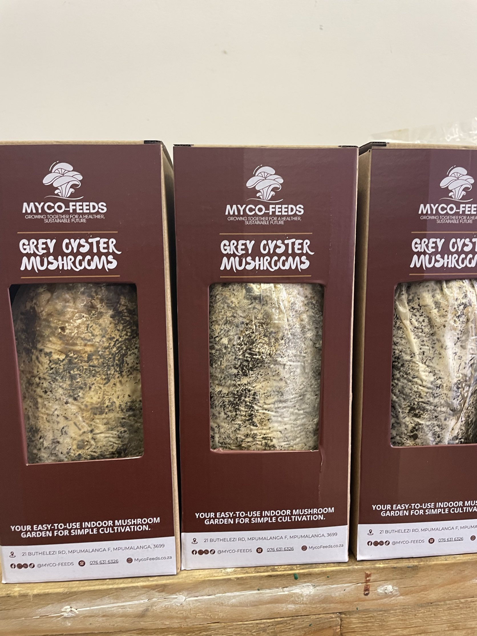 DIY Grey Oyster Mushrooms Grow Kit
