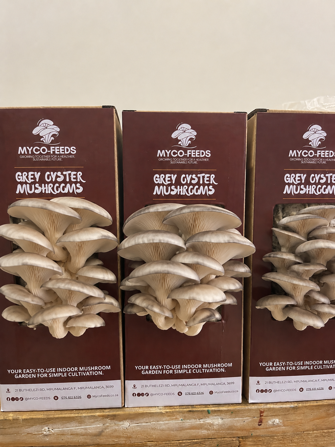 DIY Mushroom Grow Kit