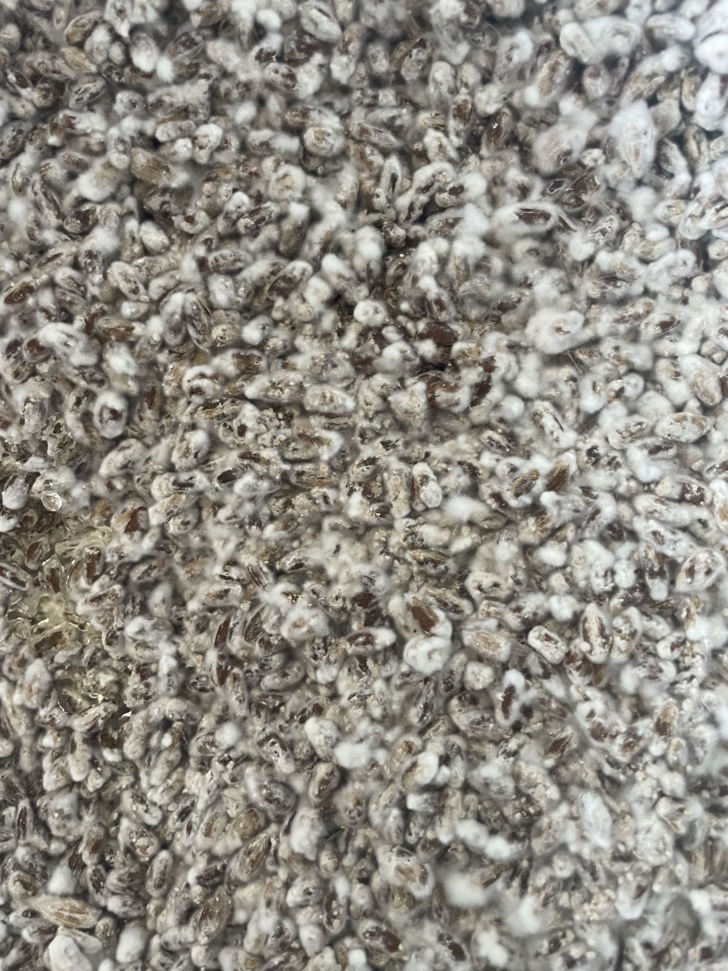 Grey Oyster Mushroom Spawn