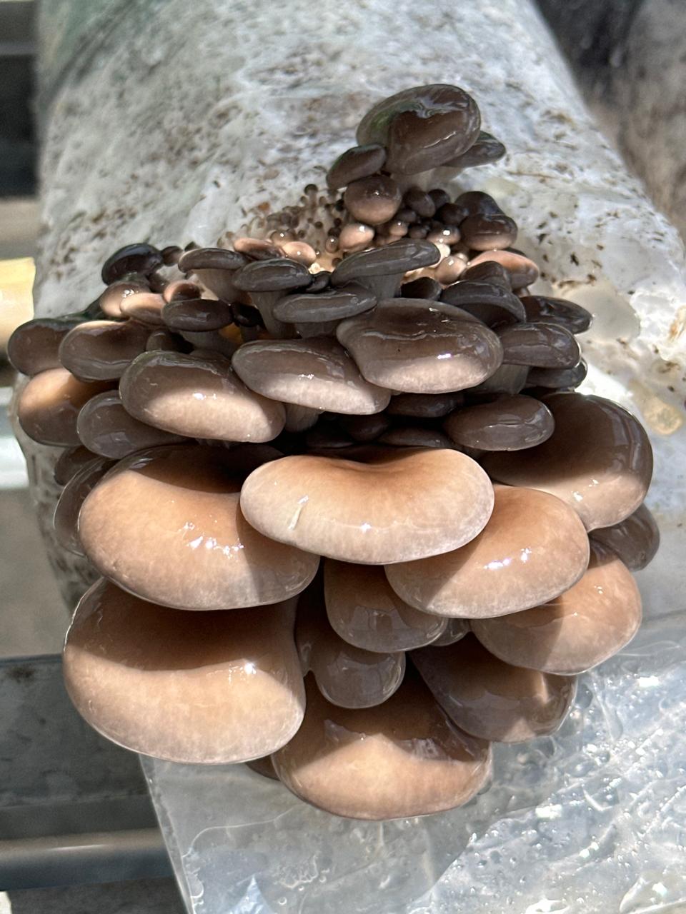 Fresh Oyster Mushrooms
